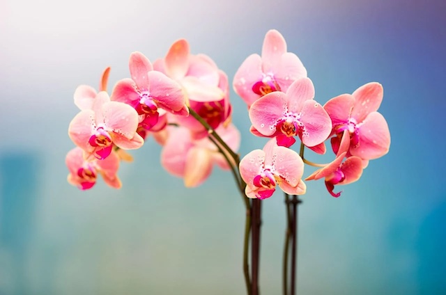 Hoa phong lan có ý nghĩa không phù hợp để dâng lên bàn thờ