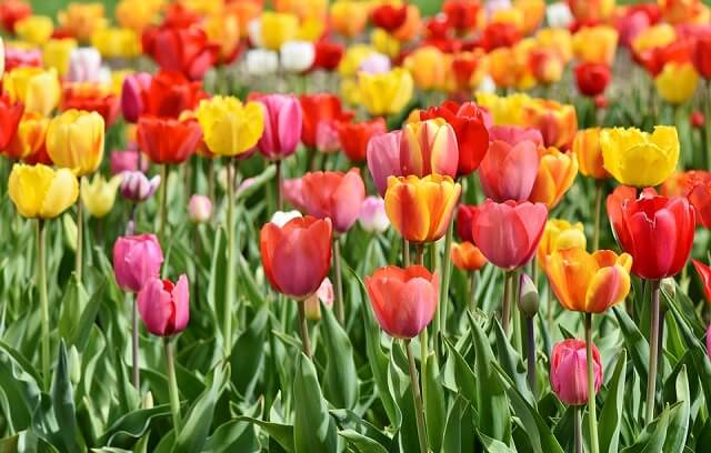 Hoa tulip có đa dạng màu sắc