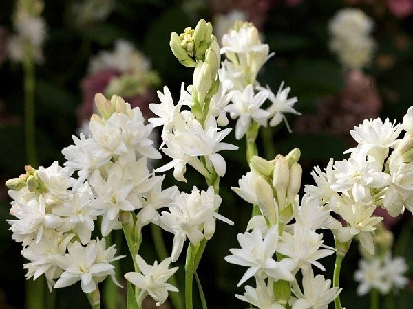 Hoa huệ trắng mang ý nghĩa về sự phú quý, may mắn
